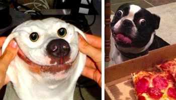 32 mega dziwnych psów, które sprawią, że krzykniesz: „CO JEST?!”