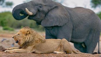 Kłusownik włamał się do parku narodowego. Został zdeptany przez słonie i zjedzony przez lwy
