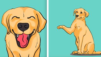 Mowa ciała psa – jak ją odczytywać? Naucz się rozumieć swojego pupila