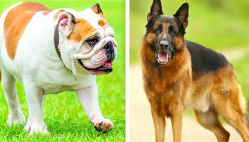 10 ras psów, które są drogie w utrzymaniu