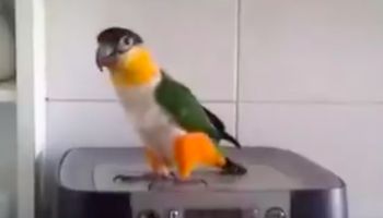 Papuga tańczy w rytm irlandzkiej muzyki. Filmik z jej udziałem natychmiast poprawia humor