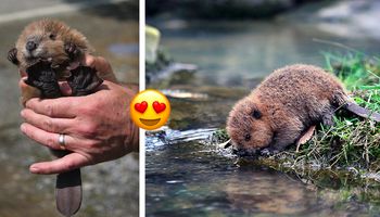 Słodkie zdjęcia bobrów – oto 30 uroczych fotografii