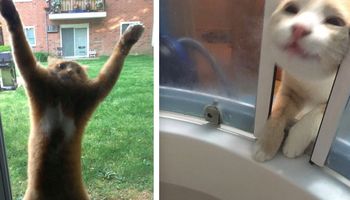 22 śmieszne koty, które dokonały bardzo złych wyborów życiowych
