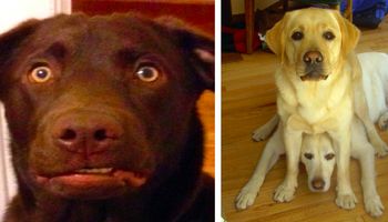 17 śmiesznych zdjęć labradorów, które udowadniają, że ta rasa nieco różni się od innych