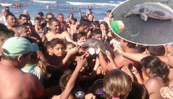 Turyści wyciągnęli małego delfina z wody
