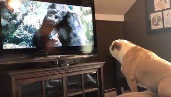 Buldog reaguje na popularną scenę z „King Konga”. Wideo ma ponad 4 mln osłon!