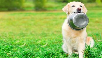 13 popularnych produktów, które są całkowicie zakazane dla psów