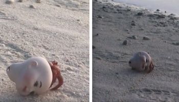 Zauważył przerażającą głowę na plaży – potem zdał sobie sprawę, że się rusza