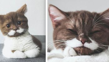 Poznaj Gringo – kota, który skrada serca. Wszystko przez jego majestatyczne wąsy!