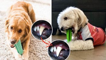 Dzięki tej zabawce pies samodzielnie wyczyści swoje zęby. Efekty widoczne już po 7 dniach!