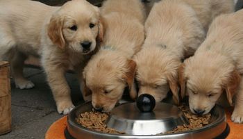 Jak często powinien jeść pies – ile razy dziennie należy go karmić?
