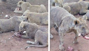 Zdjęcia zza kulis pokazują, jak wygląda życie lwów na farmie. Dane są jeszcze gorsze…
