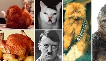30 kotów, które do złudzenia przypominają różne osoby i rzeczy. To się nazywa podobieństwo!