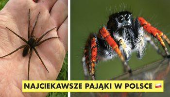 10 najciekawszych pająków, jakie można spotkać w Polsce. Jeden z nich kąsa wyjątkowo boleśnie