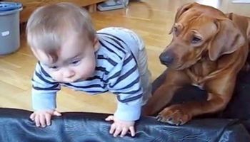 Pies widzi, że chłopiec chce wejść do jego posłania i wykonuje poruszający gest w jego stronę