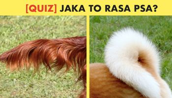 Quiz: Potrafisz rozpoznać rasę psa po ogonie? To nie jest takie proste!