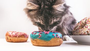Czego nie może jeść mój kot? 12 zakazanych produktów