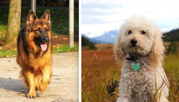 10 ras psów, które uwielbiają zadowalać swoich opiekunów
