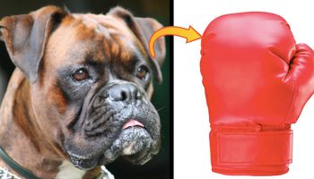 BOKSER pies – 11 rzeczy, których mogłeś nie wiedzieć o bokserach