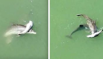 Zrozpaczony delfin pływa z ciałem zmarłego dziecka. Jego zachowanie łamie serce
