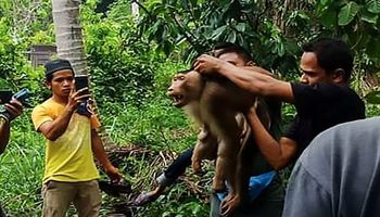 Małpa zabija swojego właściciela, który wykorzystywał ją do zbierania kokosów