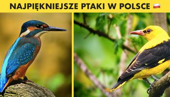 10 najpiękniejszych ptaków w Polsce