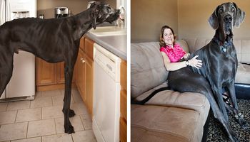 DOG NIEMIECKI – największy pies świata. Jego rozmiar jest imponujący!