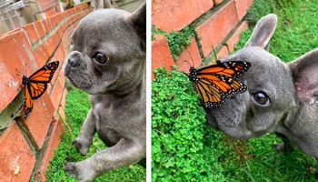 Udało się uchwycić na zdjęciach niezwykłe spotkanie małej buldożki z pięknym motylem