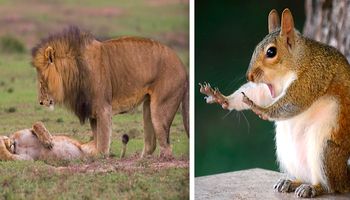 20 zdjęć dzikich zwierząt, które potrafią rozśmieszyć do rozpuku