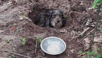 Odnaleziono mężczyznę, który zakopał psa żywcem. Jego tłumaczenia były absurdalne