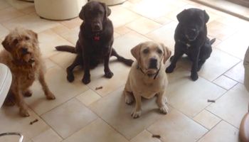 Cztery psy i ich mistrzowski sposób zjadania przysmaków. Ale mądrale!