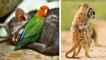 20 zdjęć udowadniających, że zwierzaki nie mogą żyć bez miłości