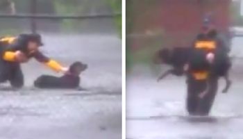 Reporterka przerywa transmisję na żywo, aby pomóc uratować psa przed utonięciem