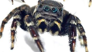Zła wiadomość dla osób z arachnofobią – odkryto 5 nowych gatunków skaczących pająków