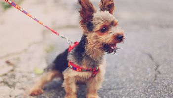 Szczekanie psa – co to znaczy? 5 powodów, dla których pies to robi