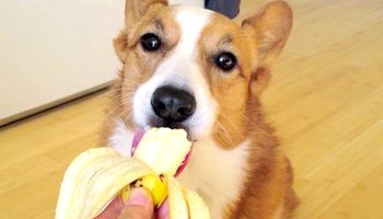 Czy pies może jeść banany?
