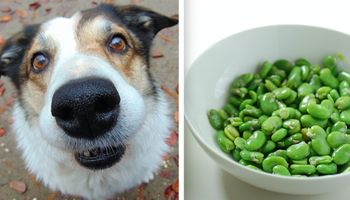 Czy pies może jeść bób?