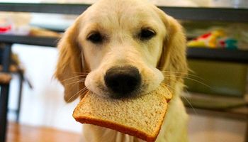 Czy pies może jeść chleb?