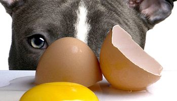 Czy pies może jeść jajko?