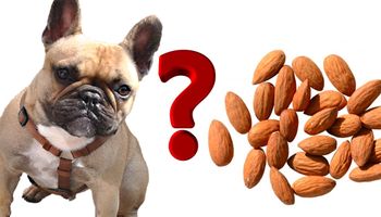 Czy pies może jeść orzechy?