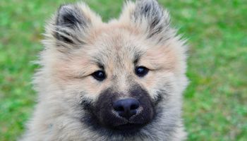 Eurasier od A do Z, czyli wszystko co warto wiedzieć o rasie