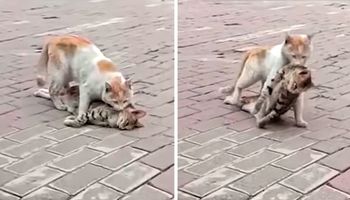 Kot ciągnie ciało swojego martwego przyjaciela i desperacko szuka pomocy