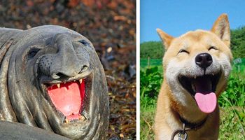 30 zdjęć szczęśliwych zwierząt, które od razu rozjaśnią twój dzień