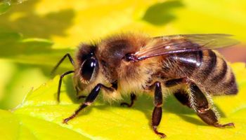 Dzisiaj obchodzimy Ogólnopolski Wielki Dzień Pszczół. Podziękujmy tym małym owadom!