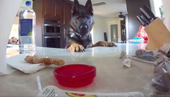 Ukryta kamera ujawniła, co robi pies, gdy zostaje sam w domu