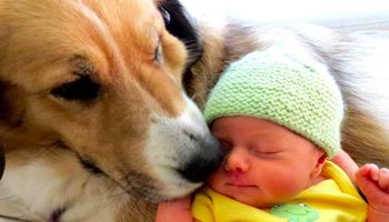 Pies i dziecko – jak przygotować czworonoga na pojawienie się malucha?