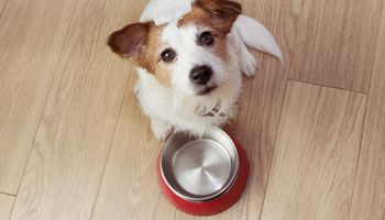 10 produktów, które zapobiegają nowotworom u psów