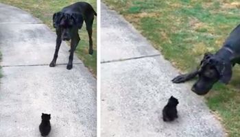 Ogromy dog spotyka maleńkiego kotka. Jego reakcja… aż można się popłakać
