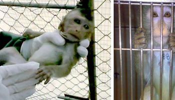 Do sieci wypłynął filmik ukazujący, w jaki sposób traktowane są małpki laboratoryjne w Holandii