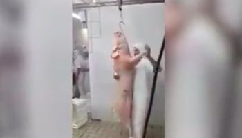 Do sieci wypłynął filmik ukazujący, jak pracownicy rzeźni obchodzą się z ciałami zwierząt
